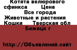 Котята велюрового сфинкса. .. › Цена ­ 15 000 - Все города Животные и растения » Кошки   . Тверская обл.,Бежецк г.